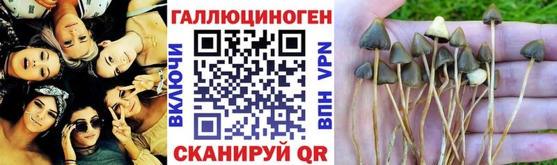 Галлюциногенные грибы MAGIC MUSHROOMS  Богородск 